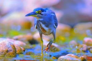 比利时队备战欧预赛情势严峻